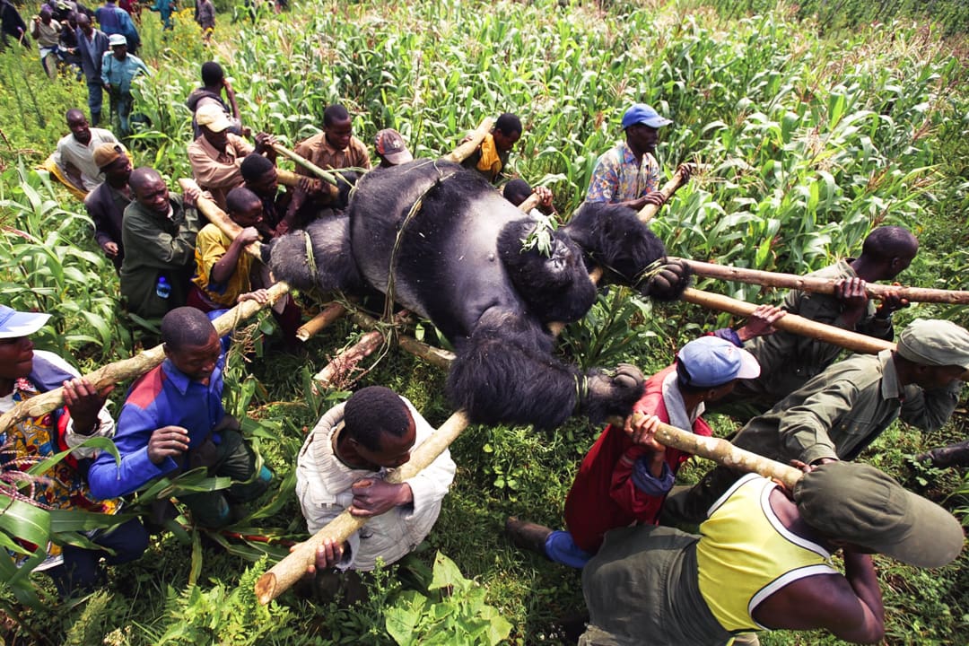 A group of Congolese men carrying a male silverback gorilla in a still shot from the film Virunga.
